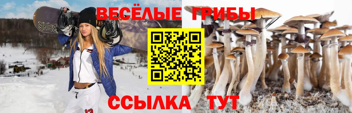 Псилоцибиновые грибы Psilocybine cubensis Вышний Волочёк
